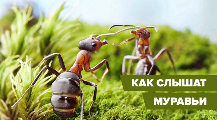 Глухо, как в танке: как и чем нас слышат муравьи