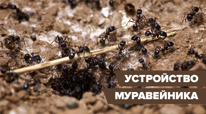 Муравьиный домик: устройство муравейника в природе