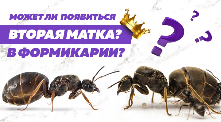 Игра престолов: есть ли место второй королеве в формикарии