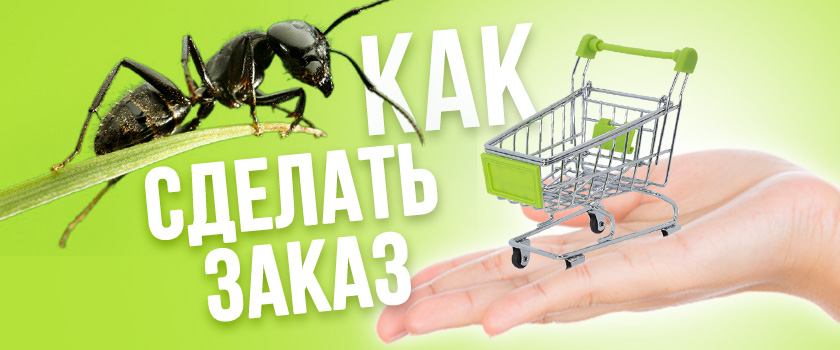 Как сделать заказ в интернет-магазине "Мистер Ант"